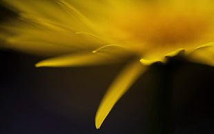 macro photography of sunflower petal